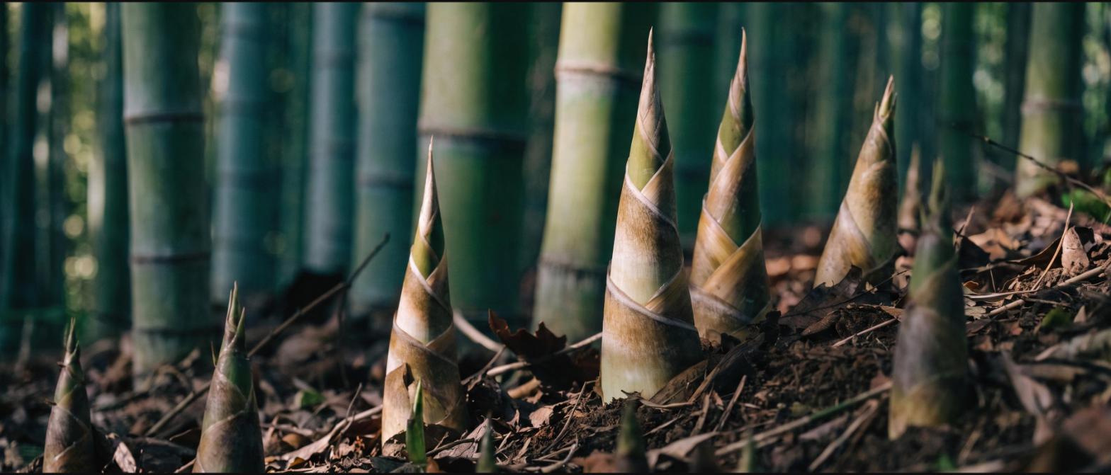 New bamboo shoots pushing up through damp soil and leaf litter in spring
